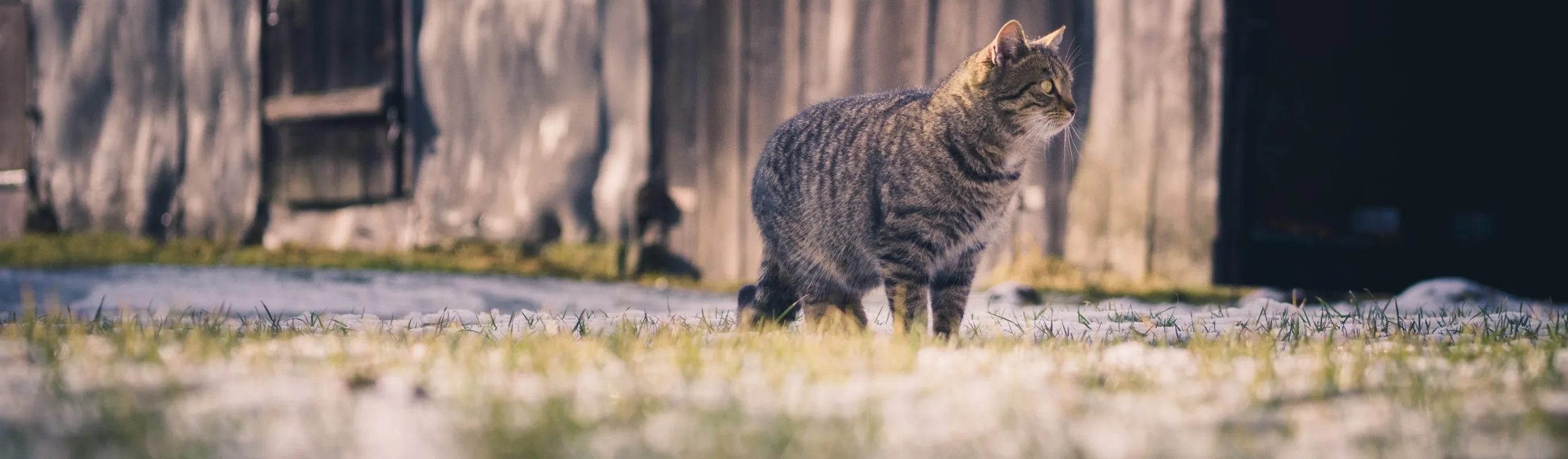 Cat in the grass